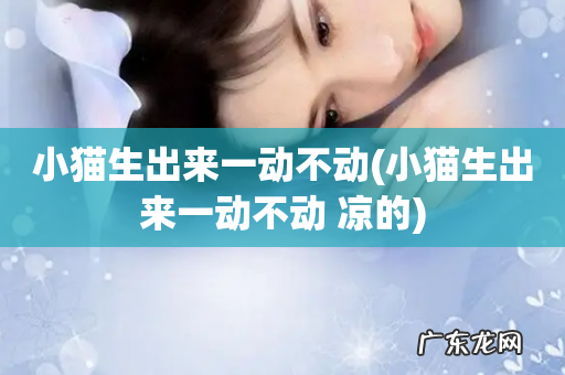 小猫生出来一动不动 凉的 小猫生出来一动不动