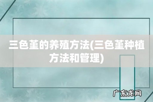 三色堇种植方法和管理 三色堇的养殖方法
