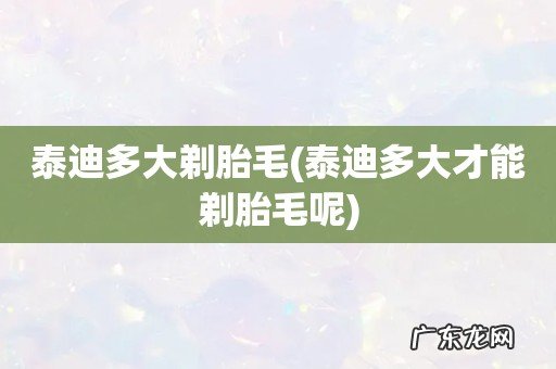 泰迪多大才能剃胎毛呢 泰迪多大剃胎毛