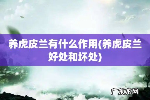 养虎皮兰好处和坏处 养虎皮兰有什么作用