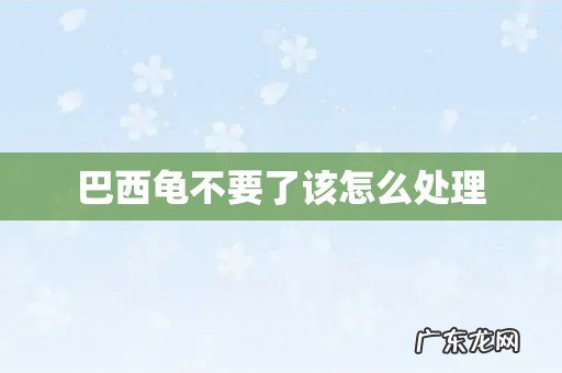 巴西龟不要了该怎么处理