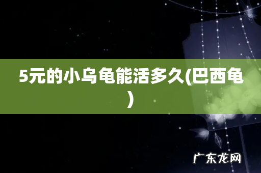巴西龟 5元的小乌龟能活多久