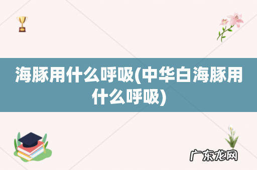 中华白海豚用什么呼吸 海豚用什么呼吸