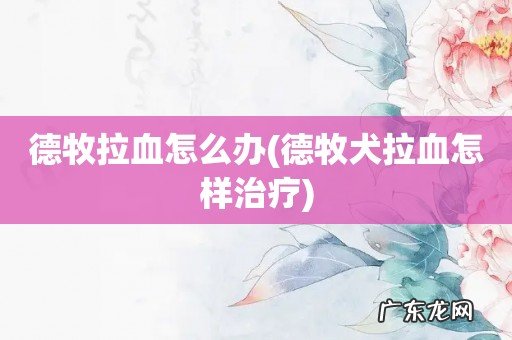 德牧犬拉血怎样治疗 德牧拉血怎么办