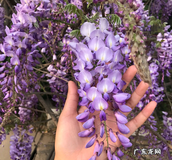 什么植物风水好 风水养什么植物好