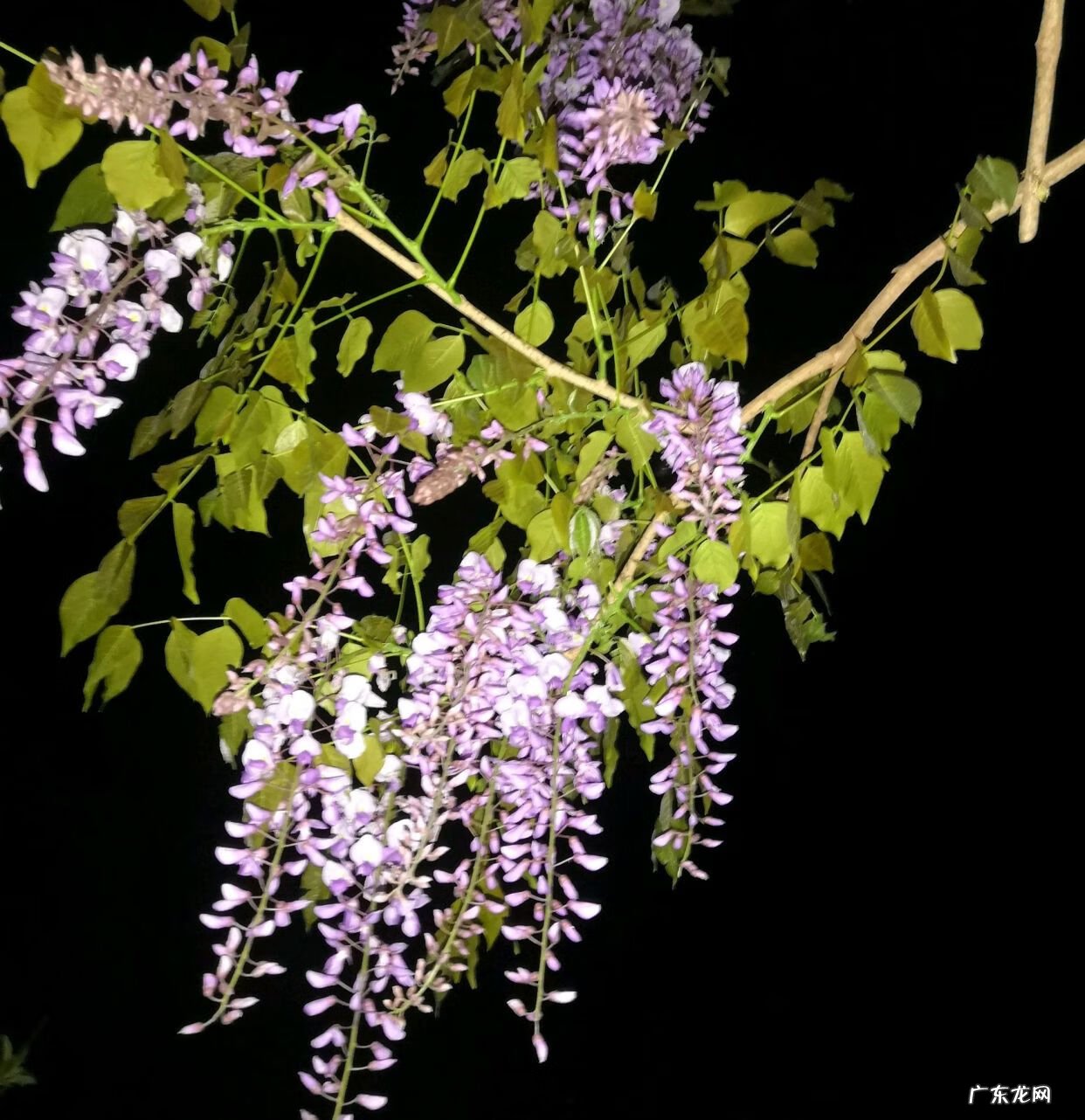 什么植物风水好 风水养什么植物好