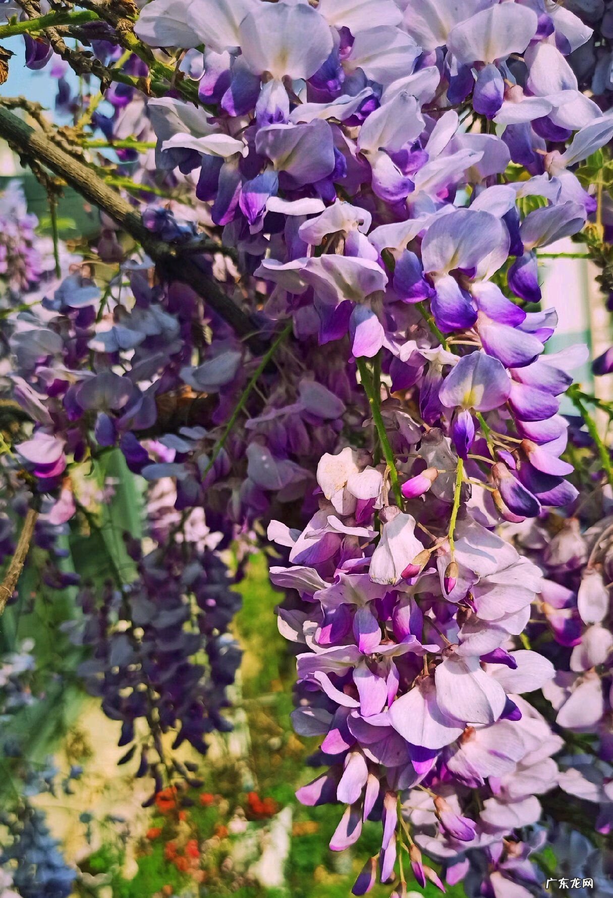 什么植物风水好 风水养什么植物好