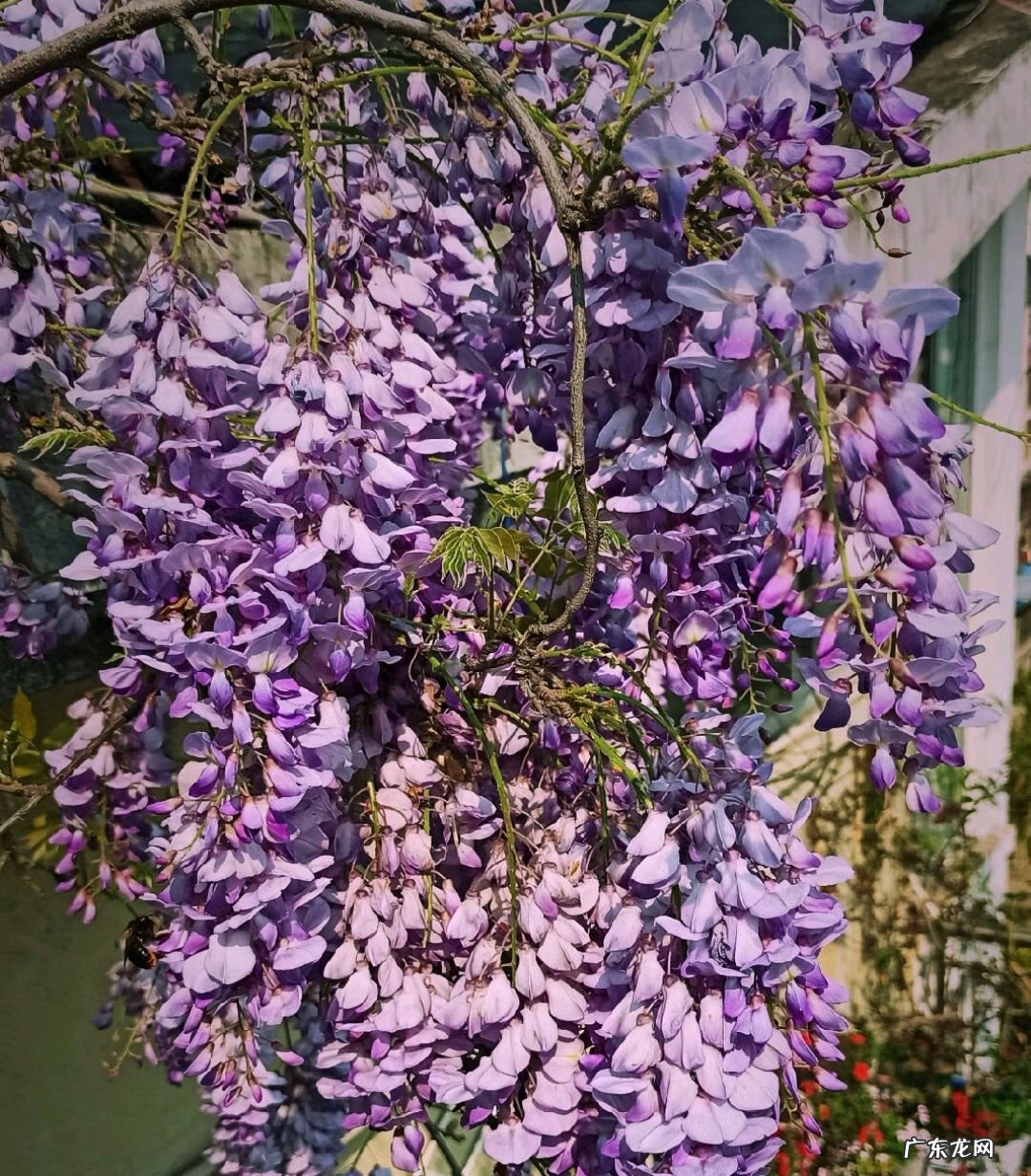 什么植物风水好 风水养什么植物好