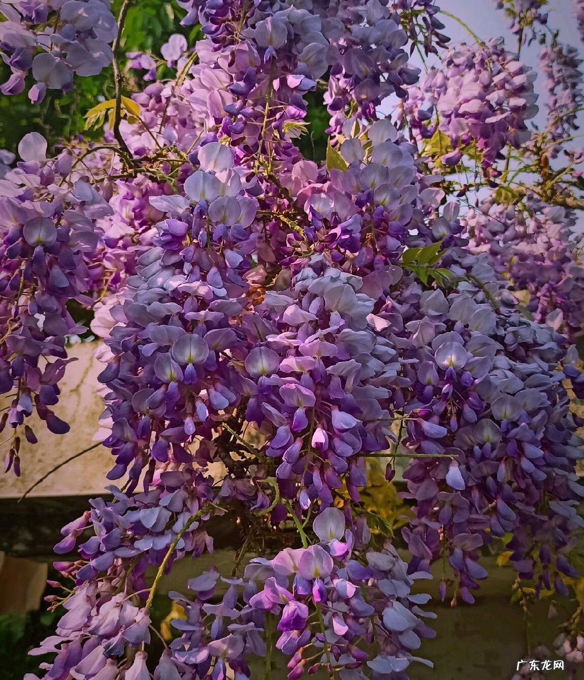 什么植物风水好 风水养什么植物好