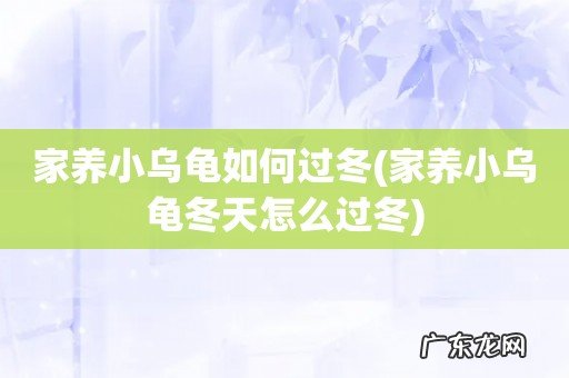 家养小乌龟冬天怎么过冬 家养小乌龟如何过冬