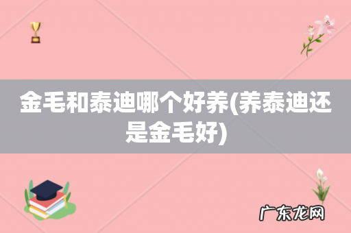养泰迪还是金毛好 金毛和泰迪哪个好养