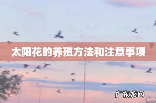 太阳花的养殖方法和注意事项