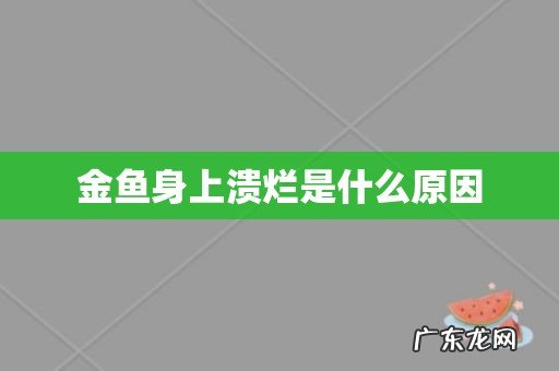 金鱼身上溃烂是什么原因