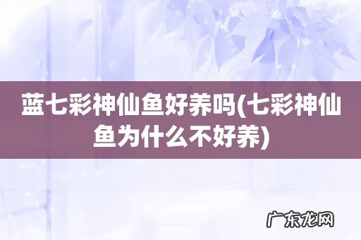 七彩神仙鱼为什么不好养 蓝七彩神仙鱼好养吗