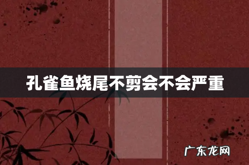 孔雀鱼烧尾不剪会不会严重