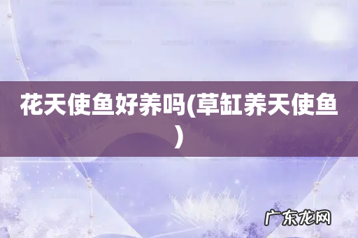 草缸养天使鱼 花天使鱼好养吗