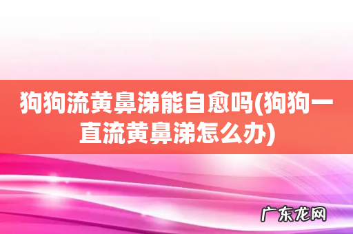狗狗一直流黄鼻涕怎么办 狗狗流黄鼻涕能自愈吗