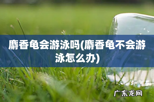 麝香龟不会游泳怎么办 麝香龟会游泳吗