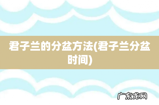 君子兰分盆时间 君子兰的分盆方法