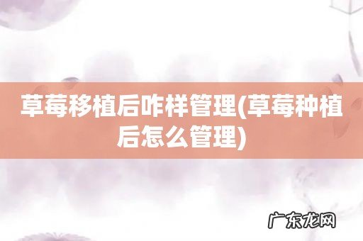 草莓种植后怎么管理 草莓移植后咋样管理