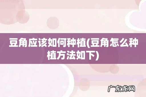 豆角怎么种植方法如下 豆角应该如何种植