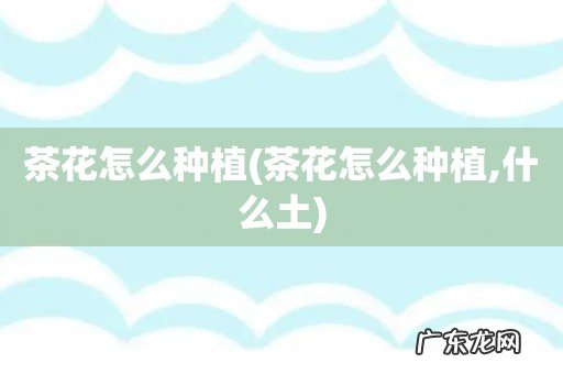 茶花怎么种植,什么土 茶花怎么种植