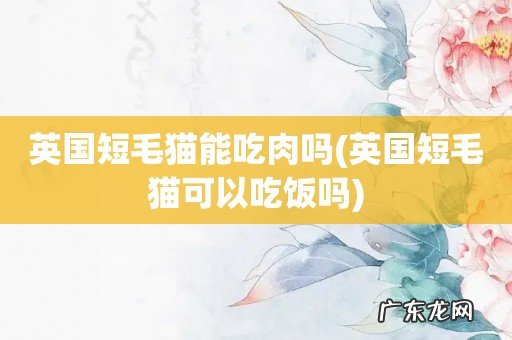 英国短毛猫可以吃饭吗 英国短毛猫能吃肉吗