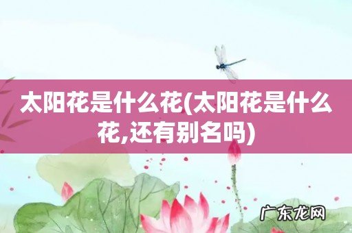 太阳花是什么花,还有别名吗 太阳花是什么花