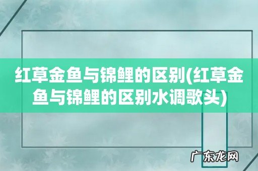 红草金鱼与锦鲤的区别水调歌头 红草金鱼与锦鲤的区别