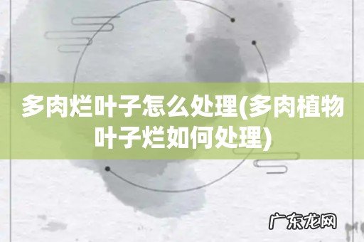 多肉植物叶子烂如何处理 多肉烂叶子怎么处理
