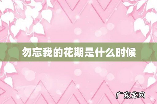 勿忘我的花期是什么时候
