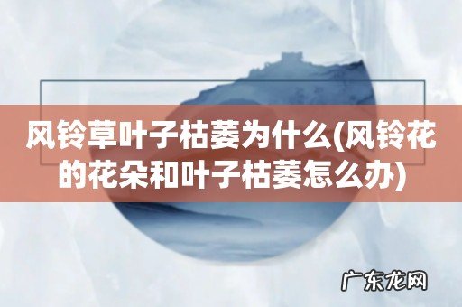 风铃花的花朵和叶子枯萎怎么办 风铃草叶子枯萎为什么