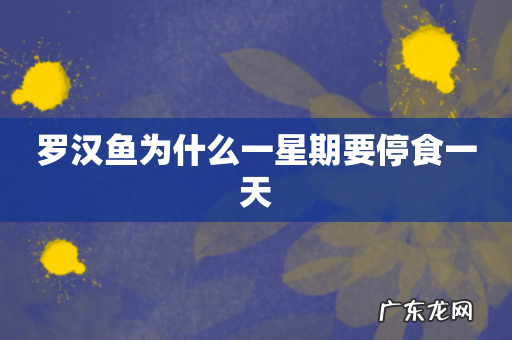 罗汉鱼为什么一星期要停食一天