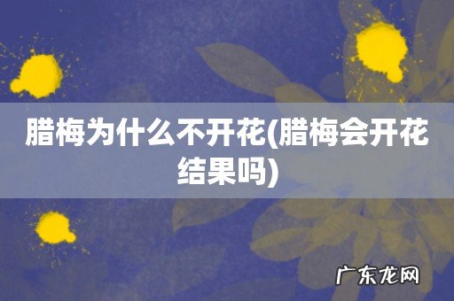 腊梅会开花结果吗 腊梅为什么不开花