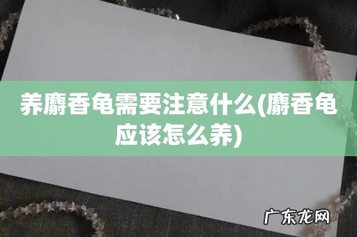 麝香龟应该怎么养 养麝香龟需要注意什么