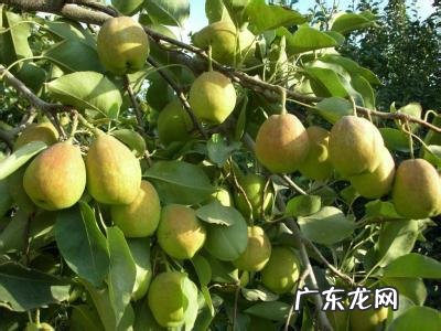 新疆有哪些土特产 新疆特产有哪些土特产