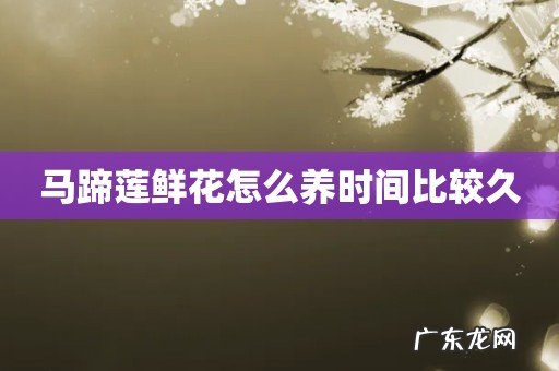 马蹄莲鲜花怎么养时间比较久