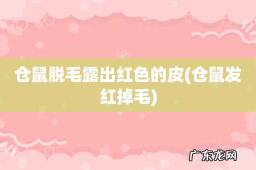 仓鼠发红掉毛 仓鼠脱毛露出红色的皮