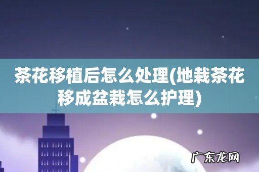 地栽茶花移成盆栽怎么护理 茶花移植后怎么处理