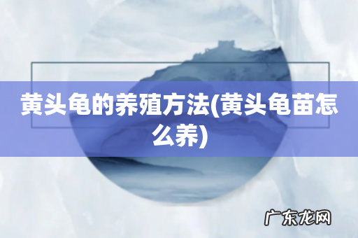 黄头龟苗怎么养 黄头龟的养殖方法