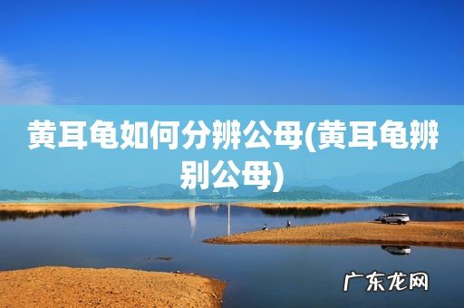 黄耳龟辨别公母 黄耳龟如何分辨公母