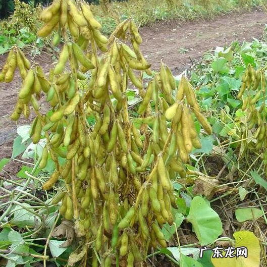 为什么毛豆和黄豆形状不一样 毛豆和黄豆一样吗?