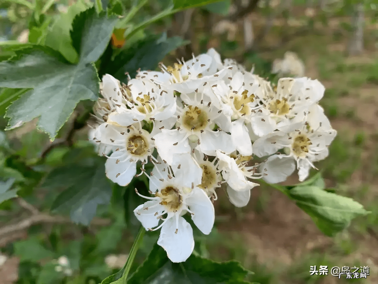 桃树风水起什么作用 碧桃树风水作用
