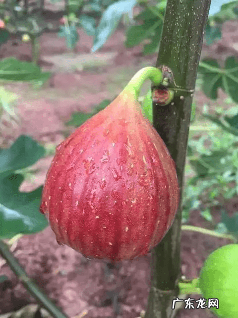 桃树风水起什么作用 碧桃树风水作用