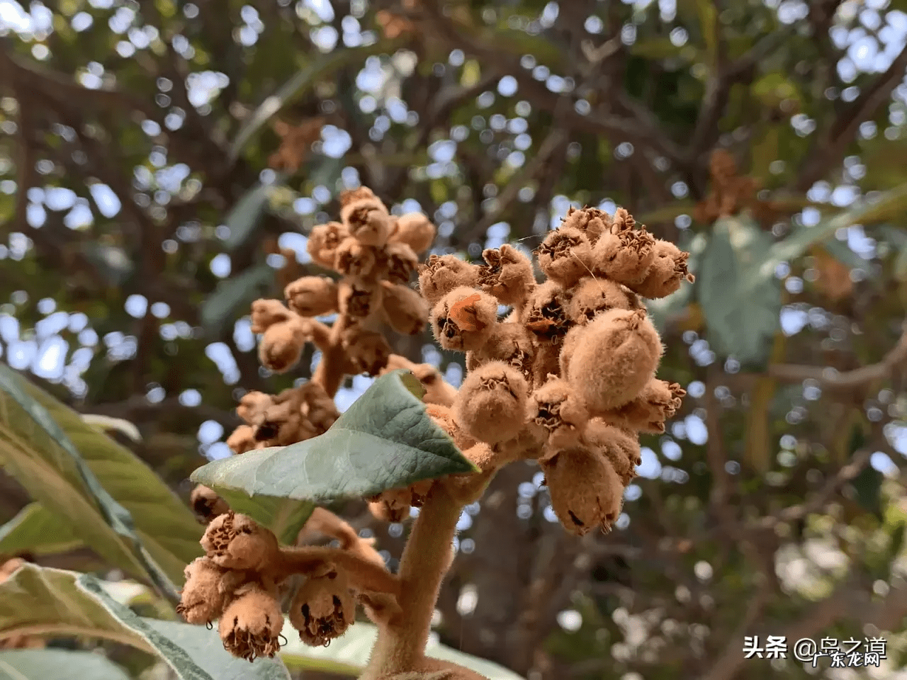 桃树风水起什么作用 碧桃树风水作用