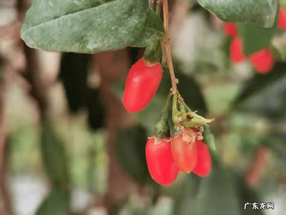 桃树风水起什么作用 碧桃树风水作用