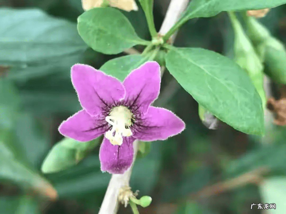 桃树风水起什么作用 碧桃树风水作用