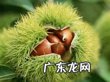 桃树风水起什么作用 碧桃树风水作用