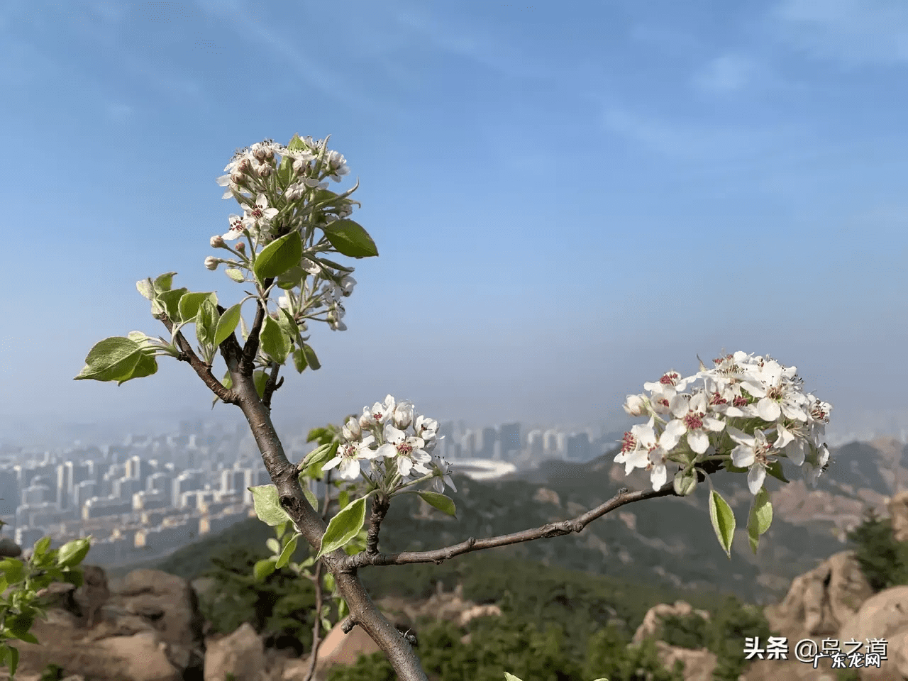 桃树风水起什么作用 碧桃树风水作用