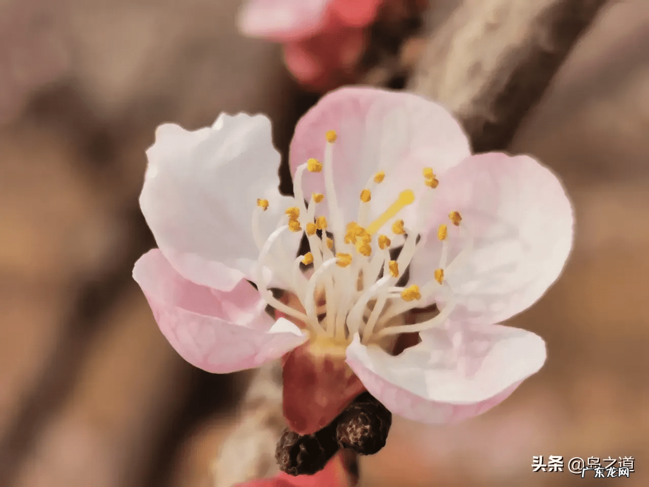 桃树风水起什么作用 碧桃树风水作用